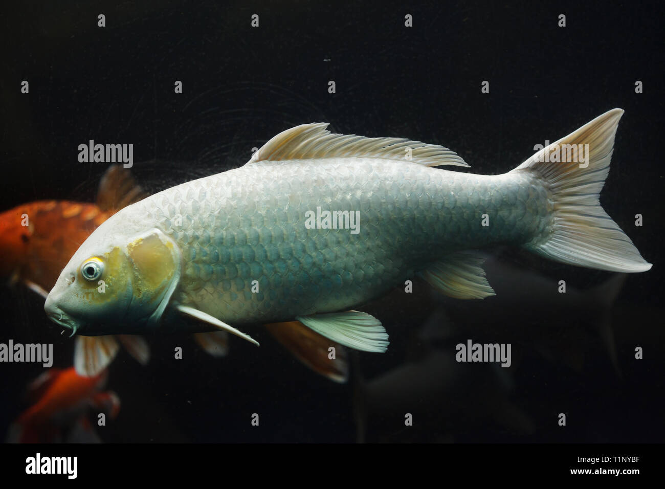 Koi carp (Cyprinus rubrofuscus), also known as the Japanese ornamental