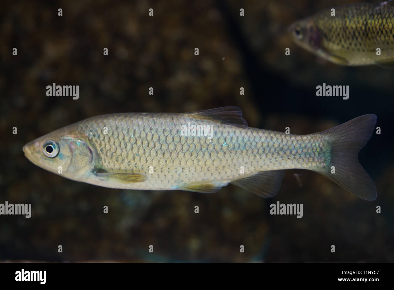 Southern Iberian chub (Squalius pyrenaicus). Freshwater fish. Stock Photo