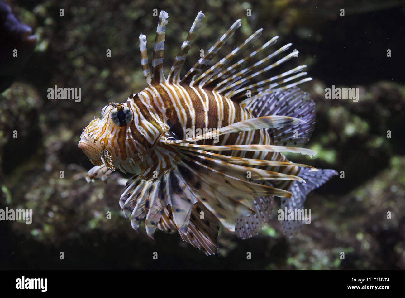 Red lionfish (Pterois volitans). Tropical venomous fish. Stock Photo