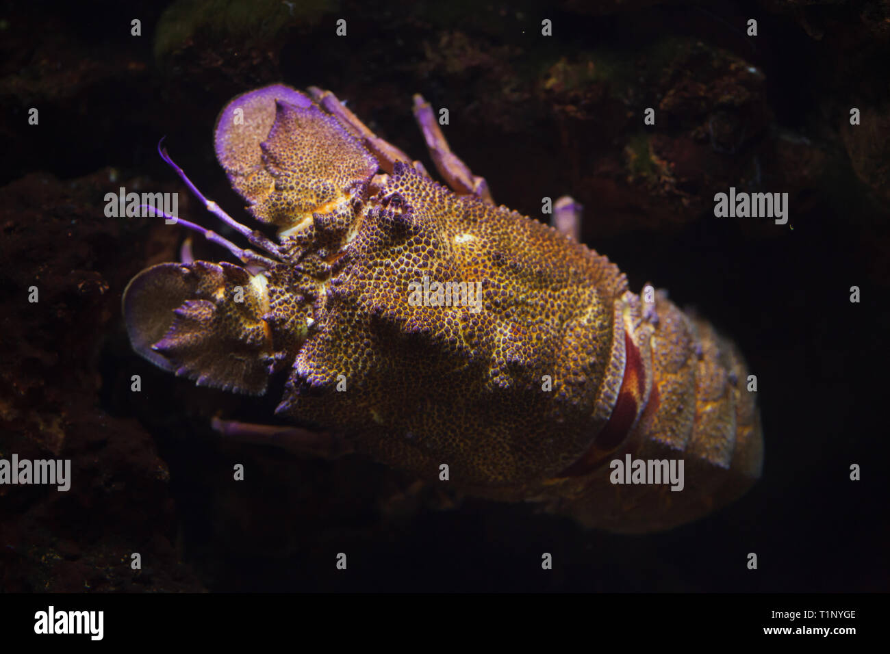 Mediterranean slipper lobster (Scyllarides latus), also known as the Mediterranean locust lobster. Stock Photo