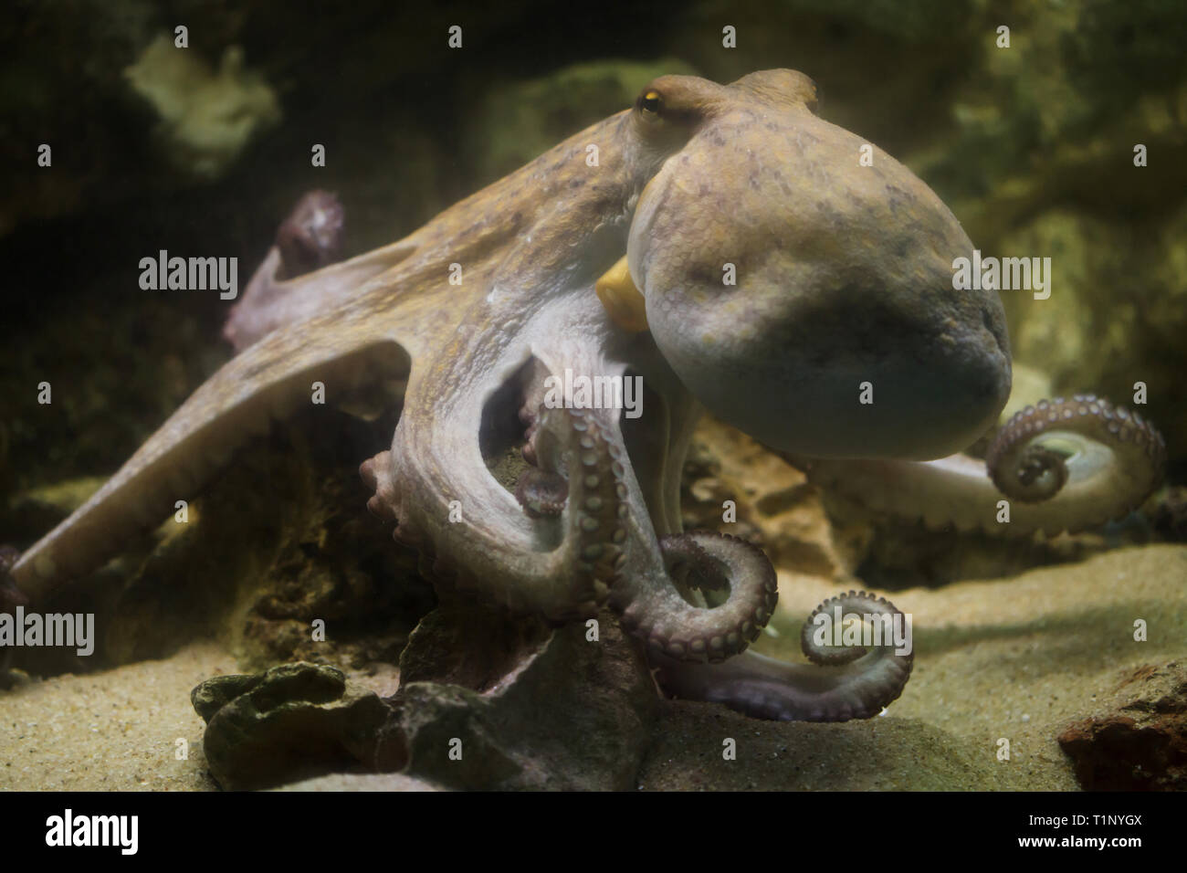 Common octopus (Octopus vulgaris), also known as the octopus. Stock Photo