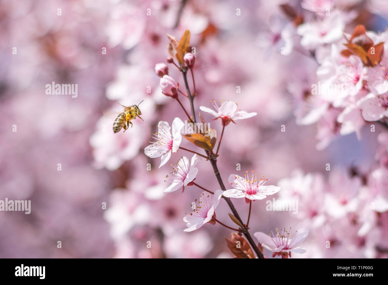 Honey Bee pollinating Pink sakura flower, Cherry blossom on a spring ...