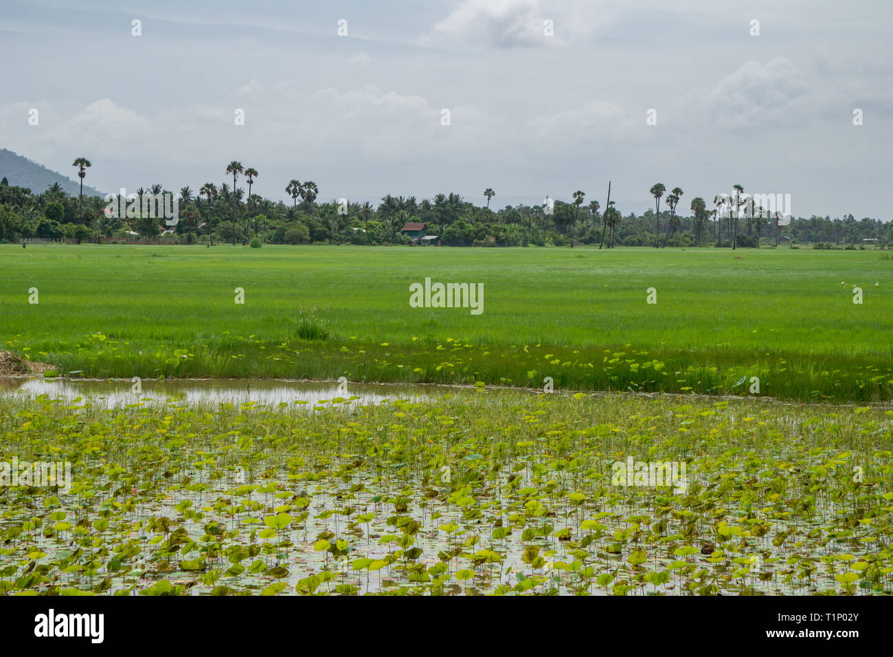 A Pond Filled With Lotus Flowers In The Foreground With Vibrant Green Rice Fields In The Background And Palm Trees On The Horizon Stock Photo Alamy