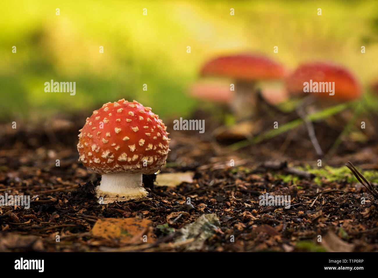 Amanita muscaria (Fly Agaric, Fly amanita, fairytale toadstool) in the forest, Poland, Europe Stock Photo