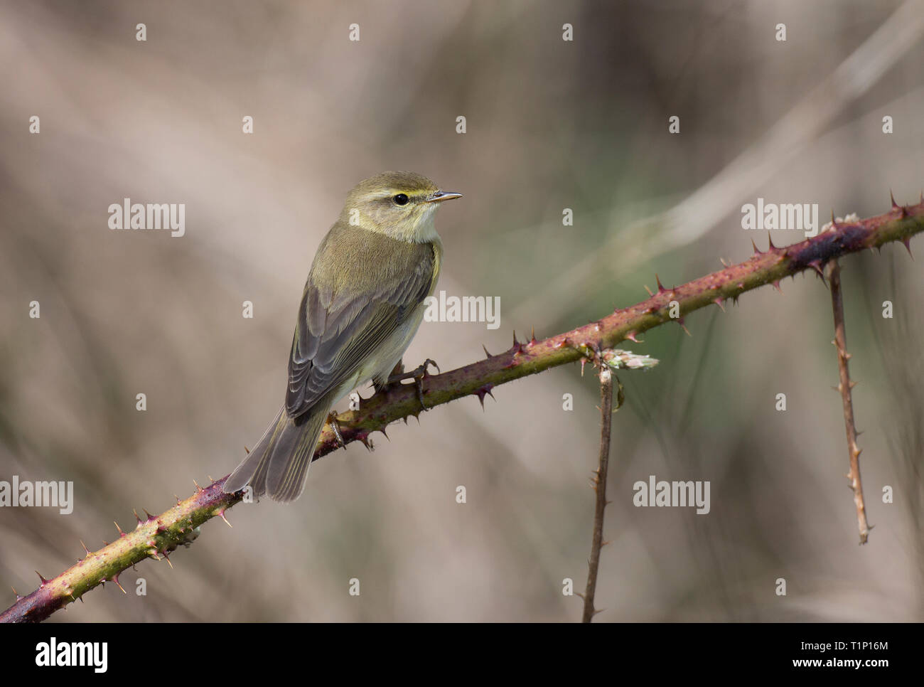 Chiffchaff,Phylloscopus collybita,single bird perched at a reserve in Mid Wales,uk Stock Photo