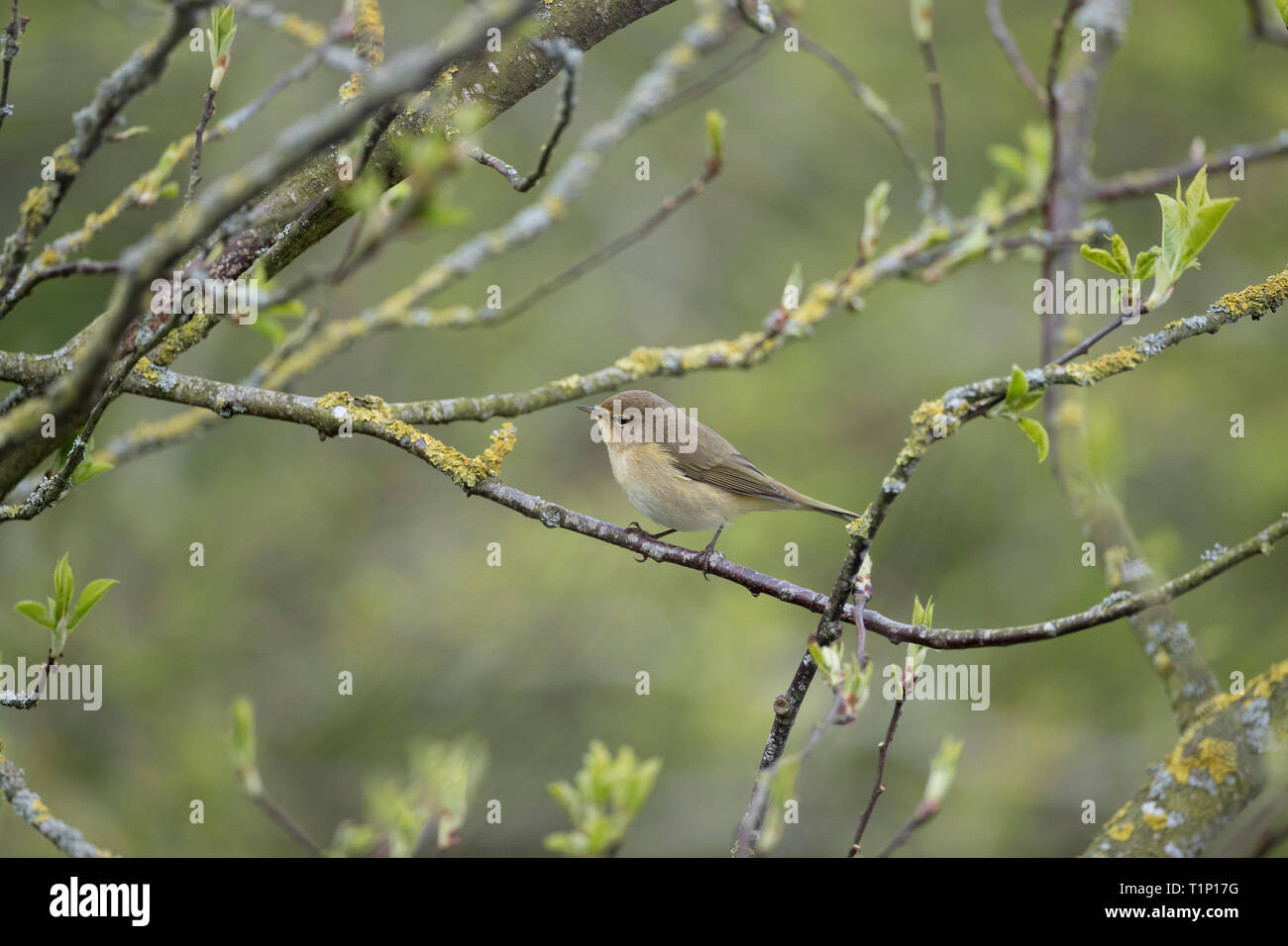 Chiffchaff,Phylloscopus collybita,single bird perched at a reserve in Mid Wales,uk, March 2019 Stock Photo