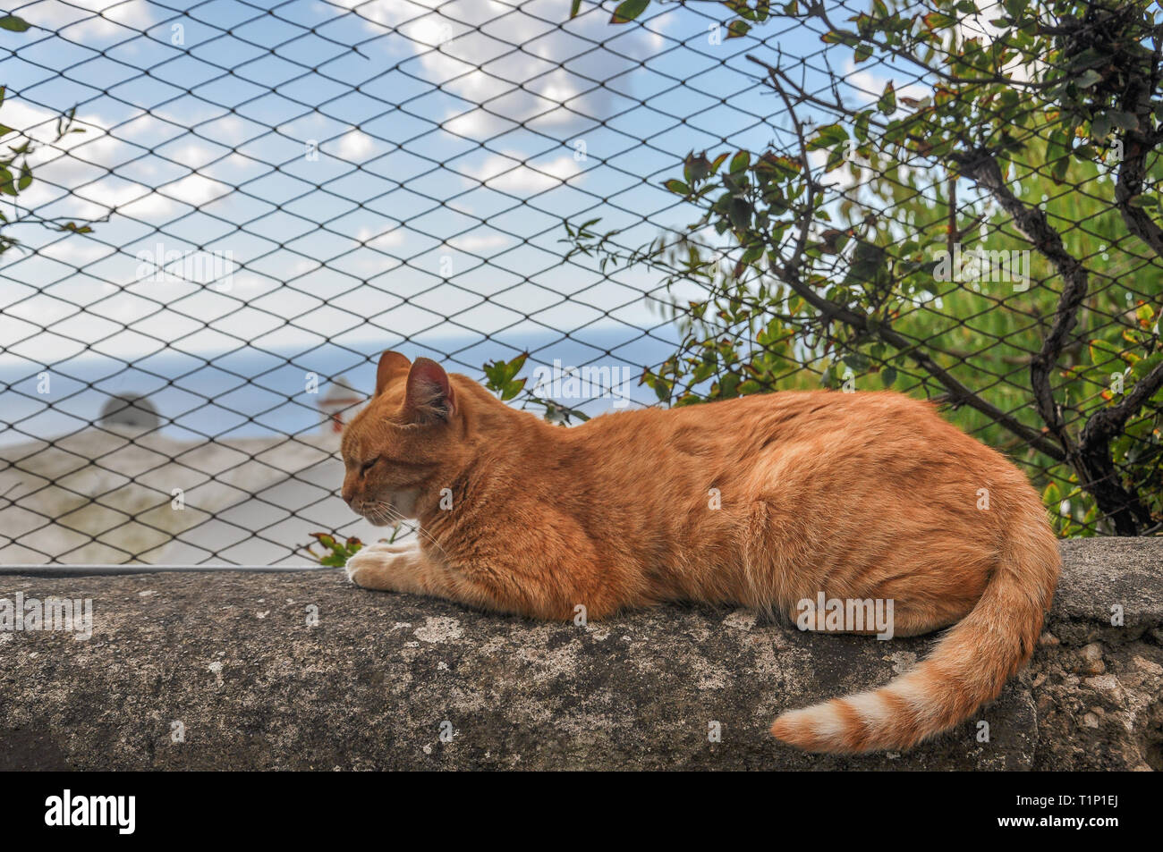 Adorable red cat over a wall with the sea in the background Stock Photo