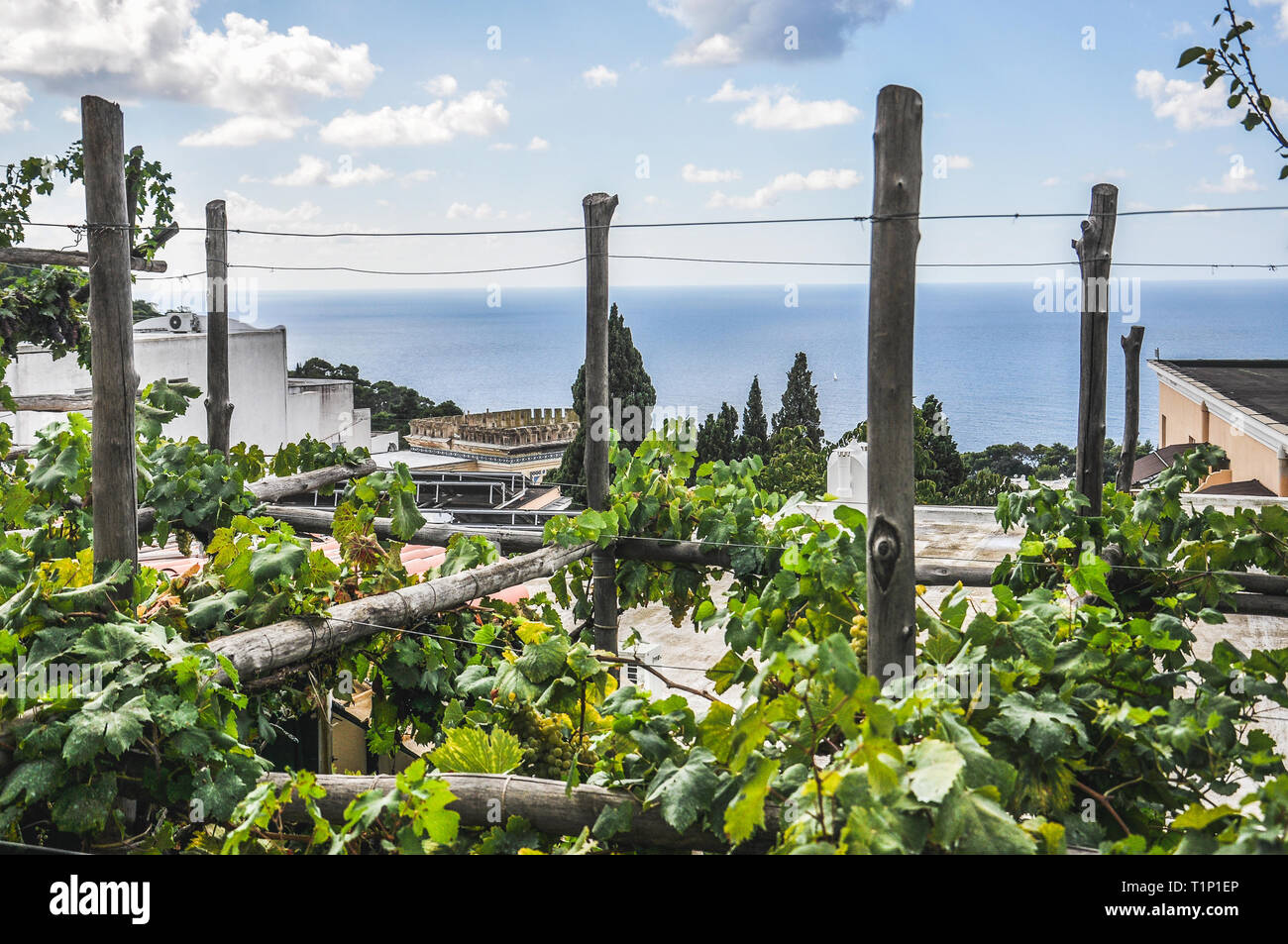 Vineyard with bunches of grapes, with the sea of Capri in the background Stock Photo