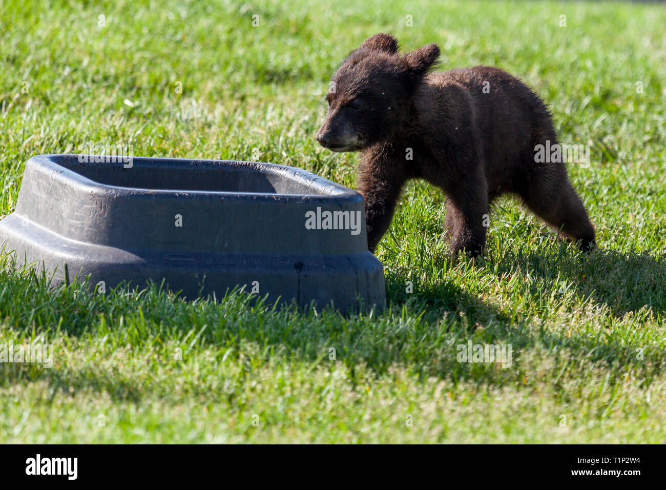 A cute little black bear walking to a food bowl in its enclosure in the  spring grass and sunshine Stock Photo - Alamy
