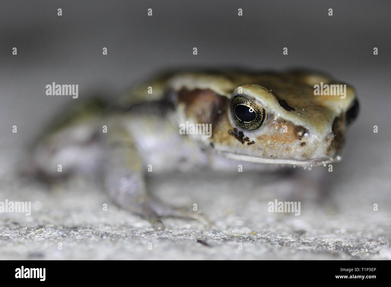 Living nature hi-res stock photography and images - Alamy