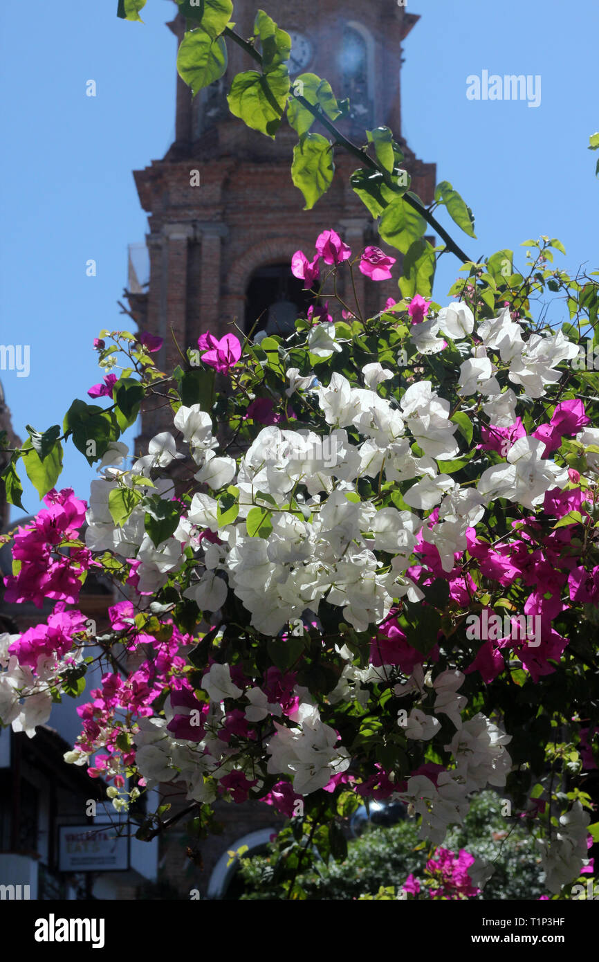 Bougainvillea flowers. Puerto Vallarta, Mexico Stock Photo Alamy