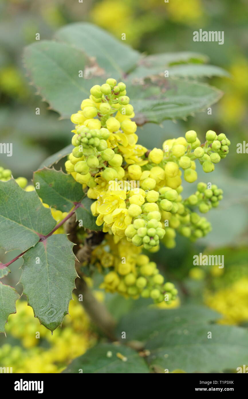 Mahonia Pinnacle flower clusters in early spring, UK garden border.  AGM Stock Photo