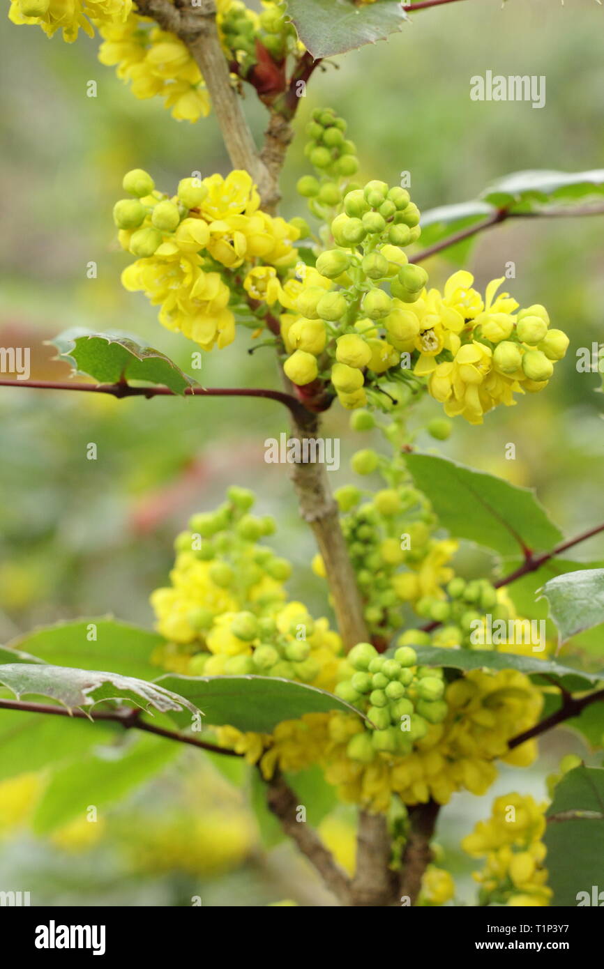 Mahonia Pinnacle flower clusters in early spring, UK garden border.  AGM Stock Photo