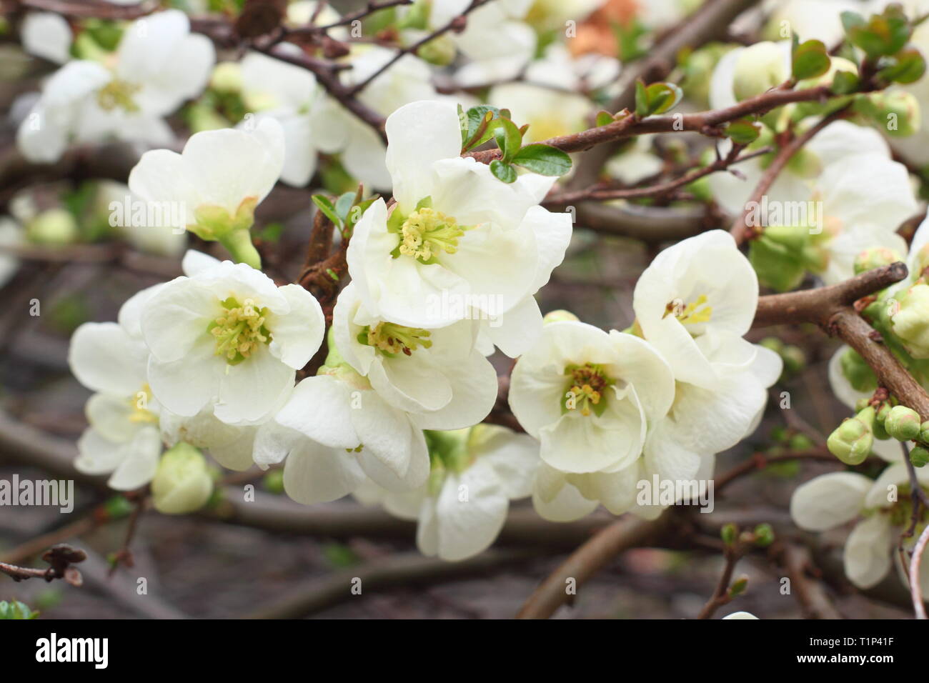 Chaenomeles superba Jet Trail.  Blooms of Quince Jet Trail in early spring. Also called Chaenomeles japonice Jet Trail. March, UK Stock Photo