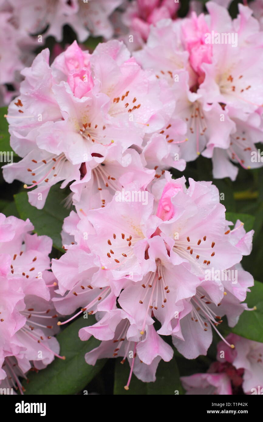 Rhododendron Christmas Cheer. Showy blooms of Rhododendron Christmas Cheer in early spring, UK. AGM Stock Photo