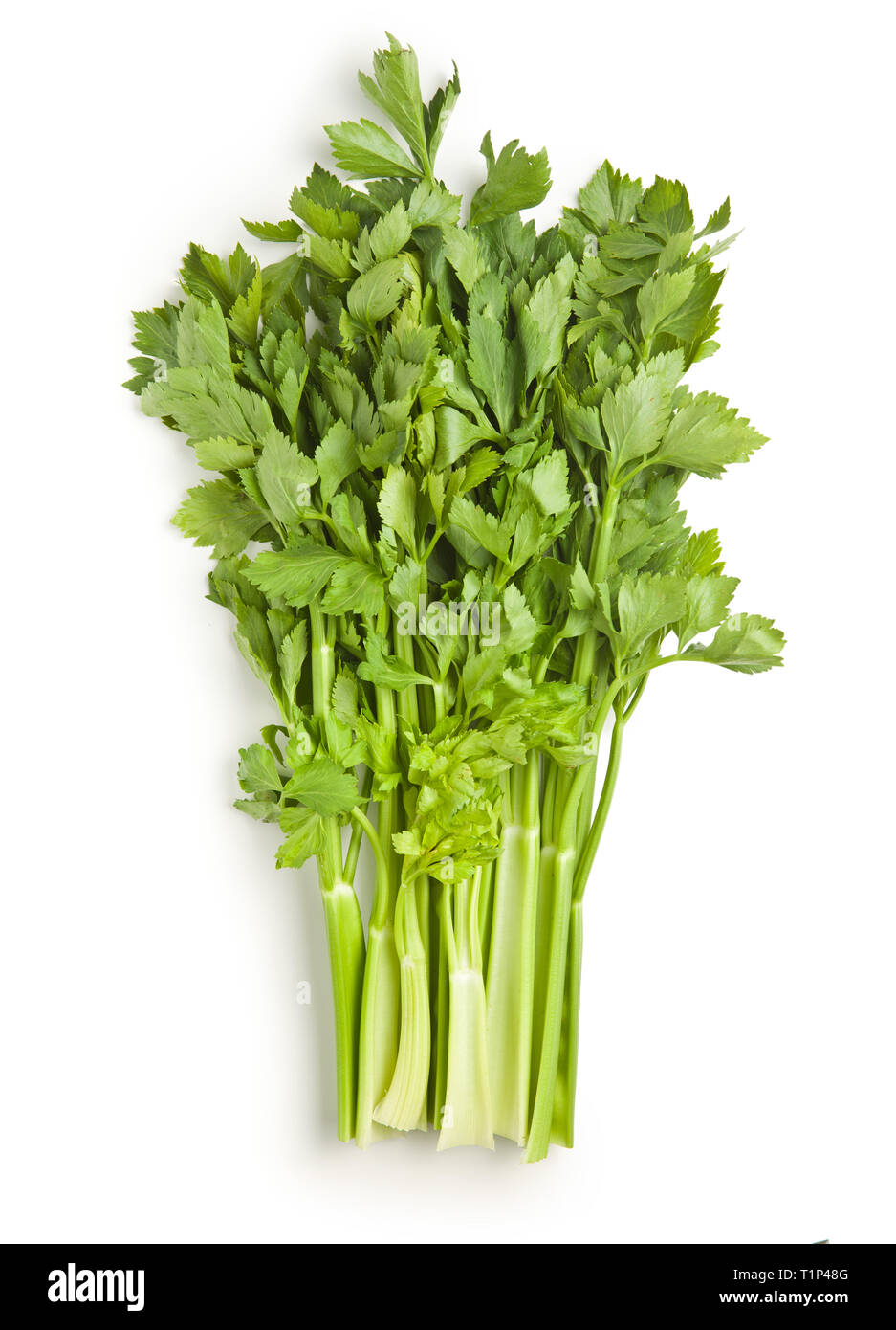 Bunch of fresh celery stalk isolated on white background Stock Photo