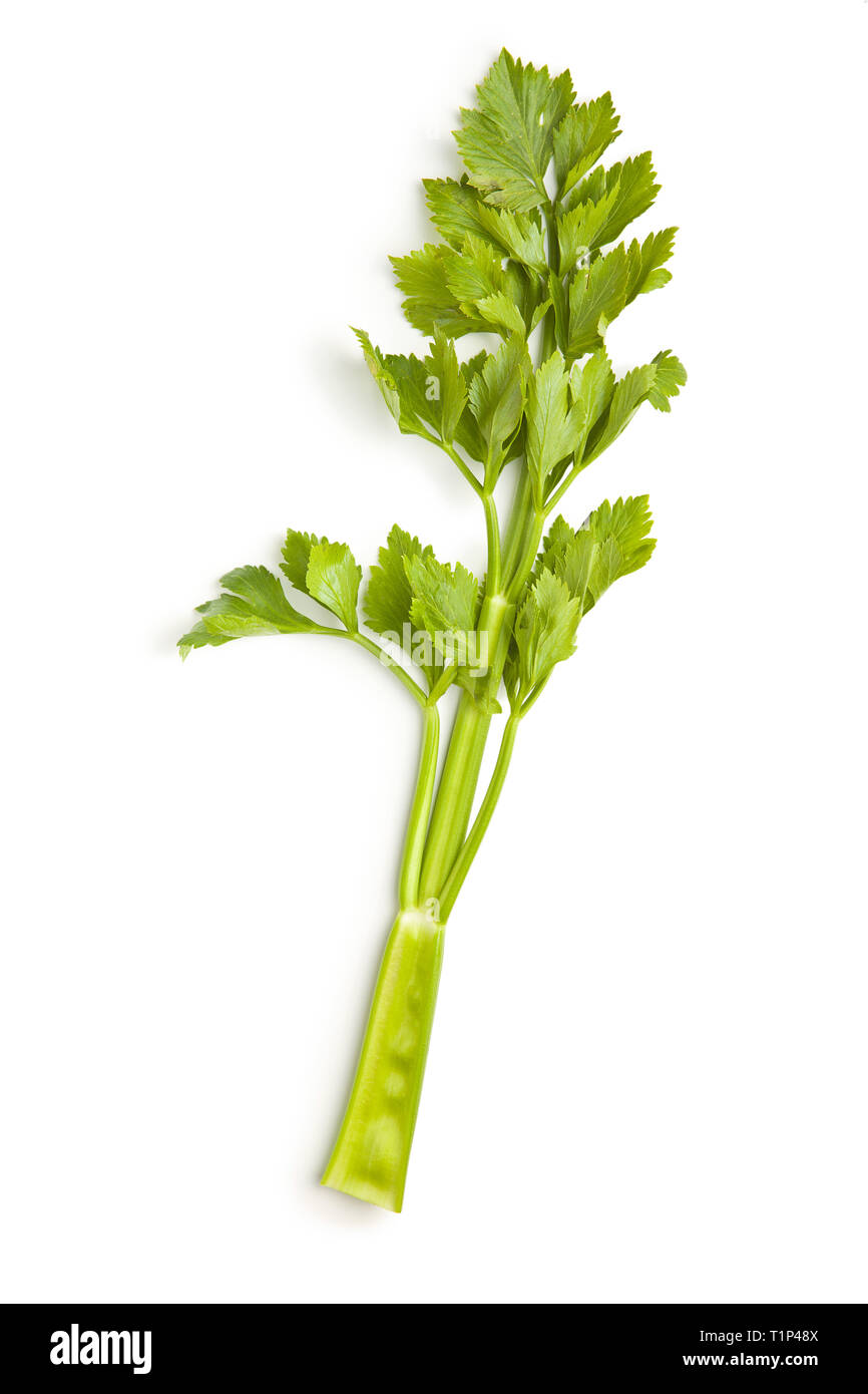 Bunch of fresh celery stalk isolated on white background Stock Photo