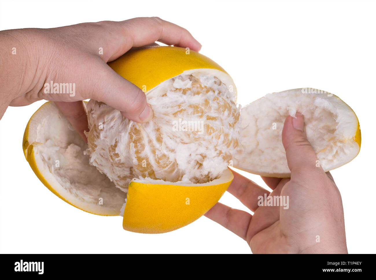 Peeling of yellow pomelo skin. Citrus grandis. Isolated. White background. Human hands closeup. Exotic tropical fruit. Cut peel. Ripe juicy grapefruit. Stock Photo