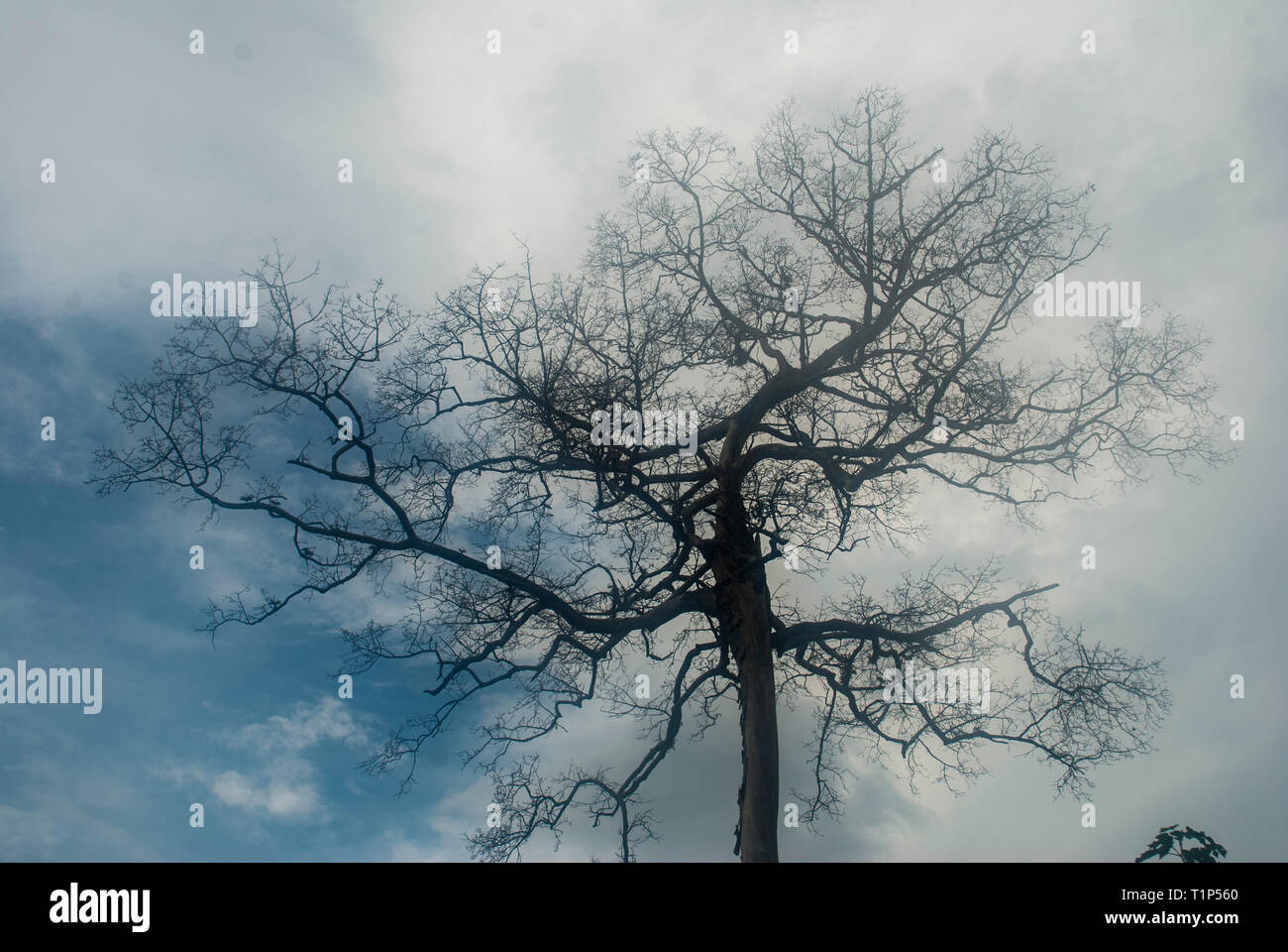 Retro abstract dry tree on the sky background - can be used to display ...