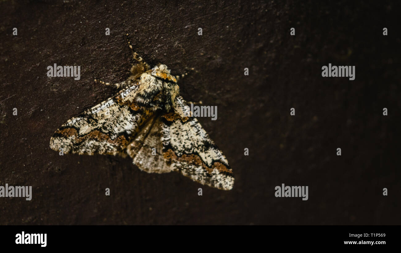 A Barberry Carpet moth (Pareulype berberata) in East Devon, South West England, United Kingdom. Stock Photo