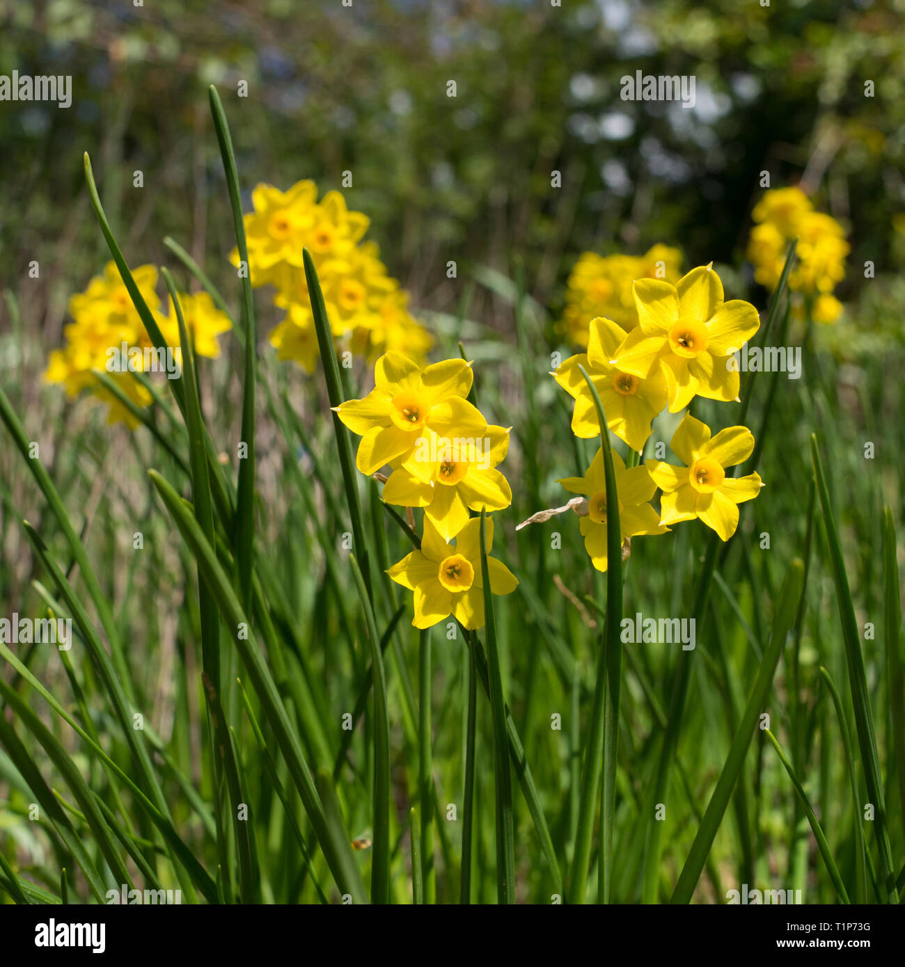 Yellow daffodils narcissus variety Baby Boomer Stock Photo