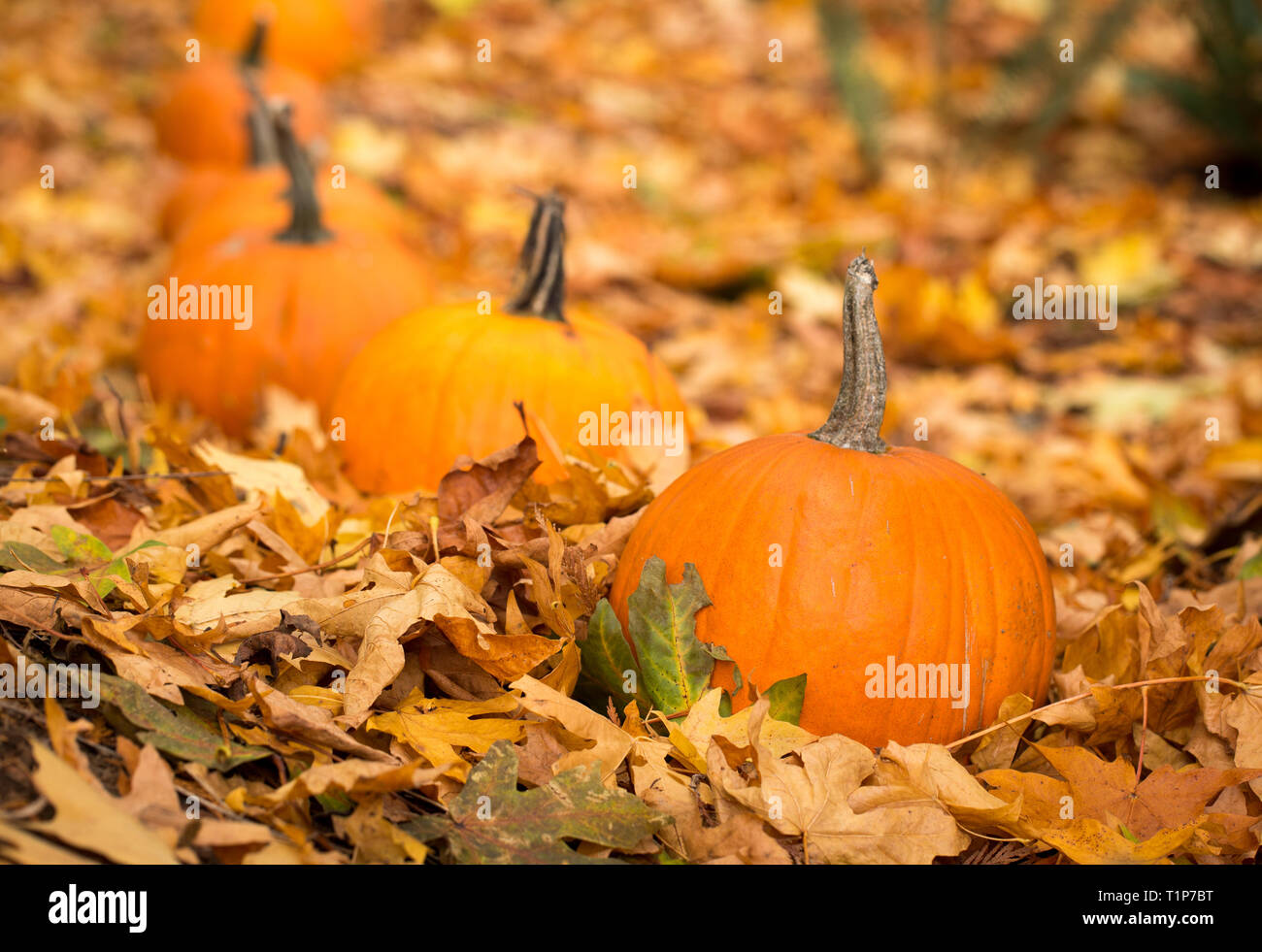 Round orange pumpkins lined up in a row in fall leaves Stock Photo - Alamy
