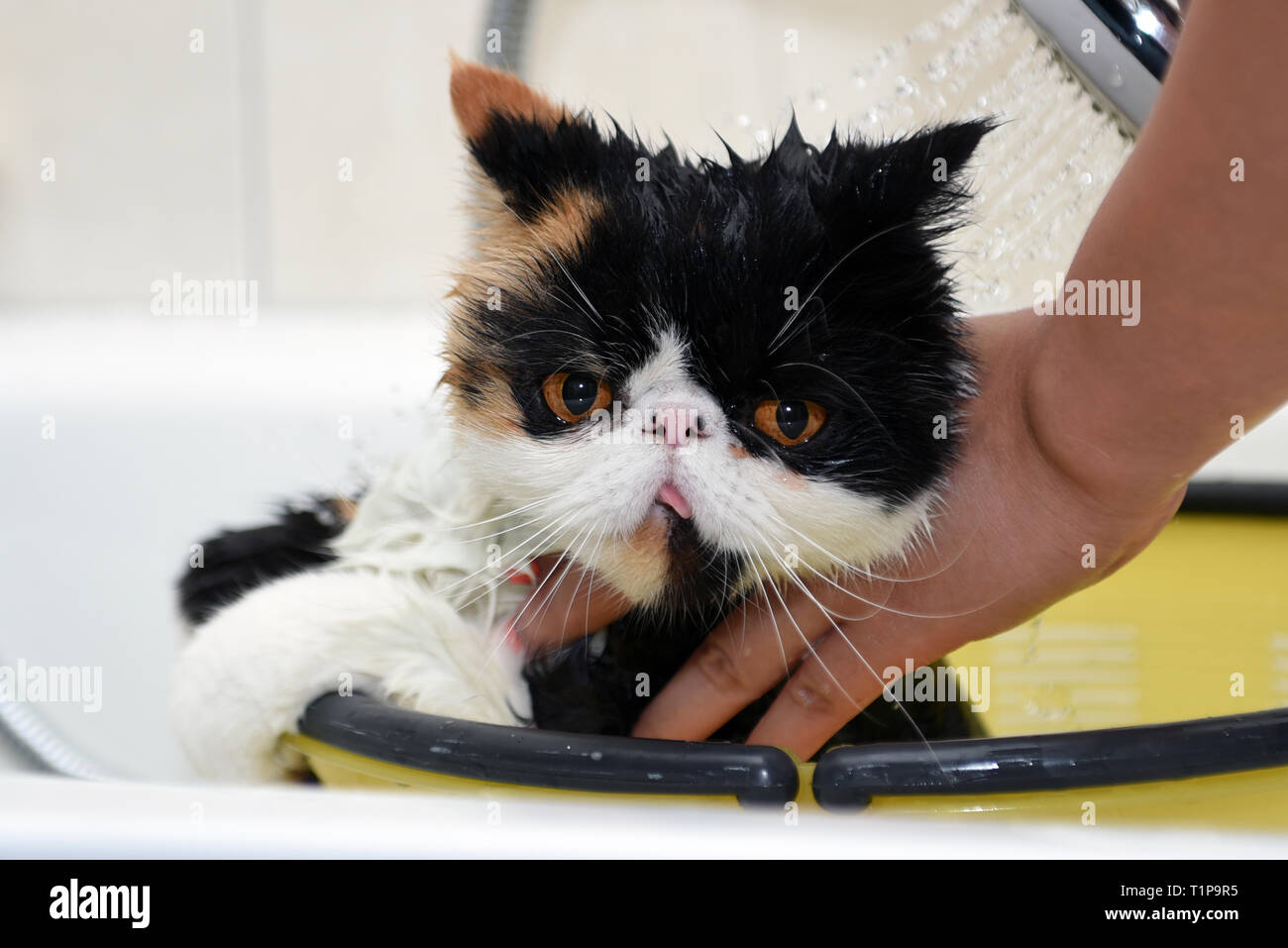 soffie the cat is a persian exotic, she is having a bath in at home. Stock Photo