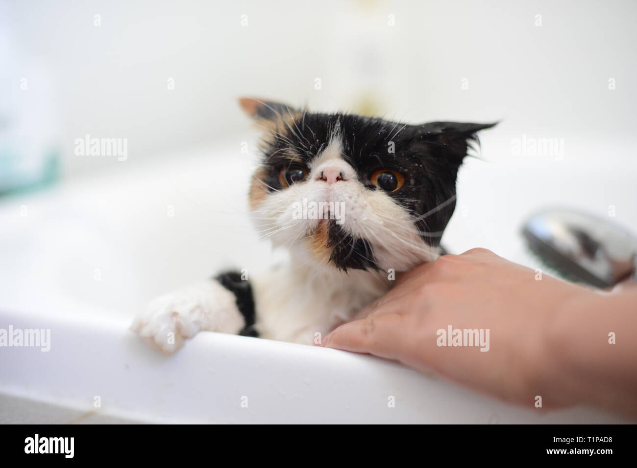 soffie the cat is a persian exotic, she is having a shower at home Stock Photo