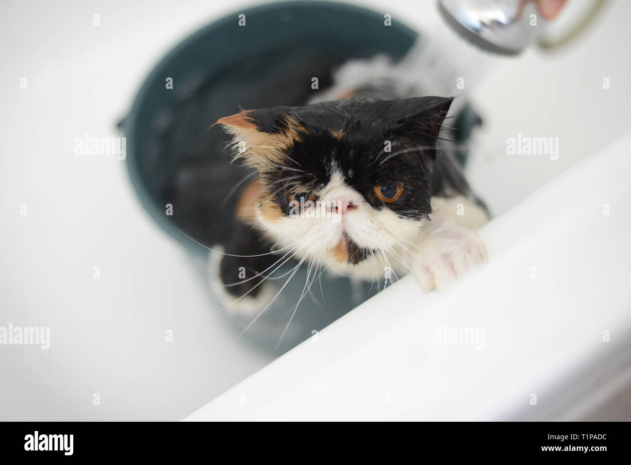 soffie the cat is a persian exotic, she is having a shower at home Stock Photo