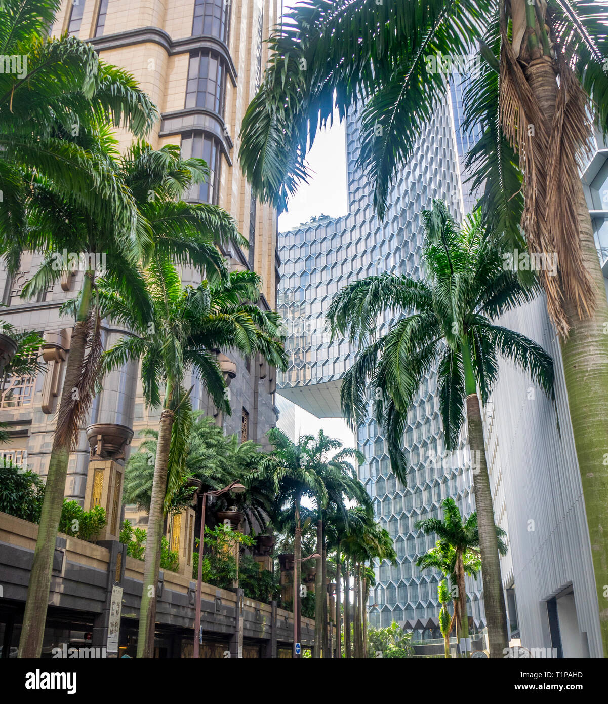 Tropical palm trees growing on Fraser Street between Parkview and DUO office towers in Singapore. Stock Photo