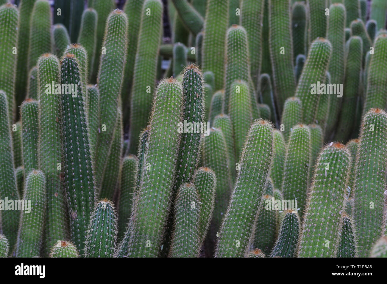 Cluster of Red Torch cactus (echinopsis husascha), growing in Arizona's Sonoran desert. Stock Photo