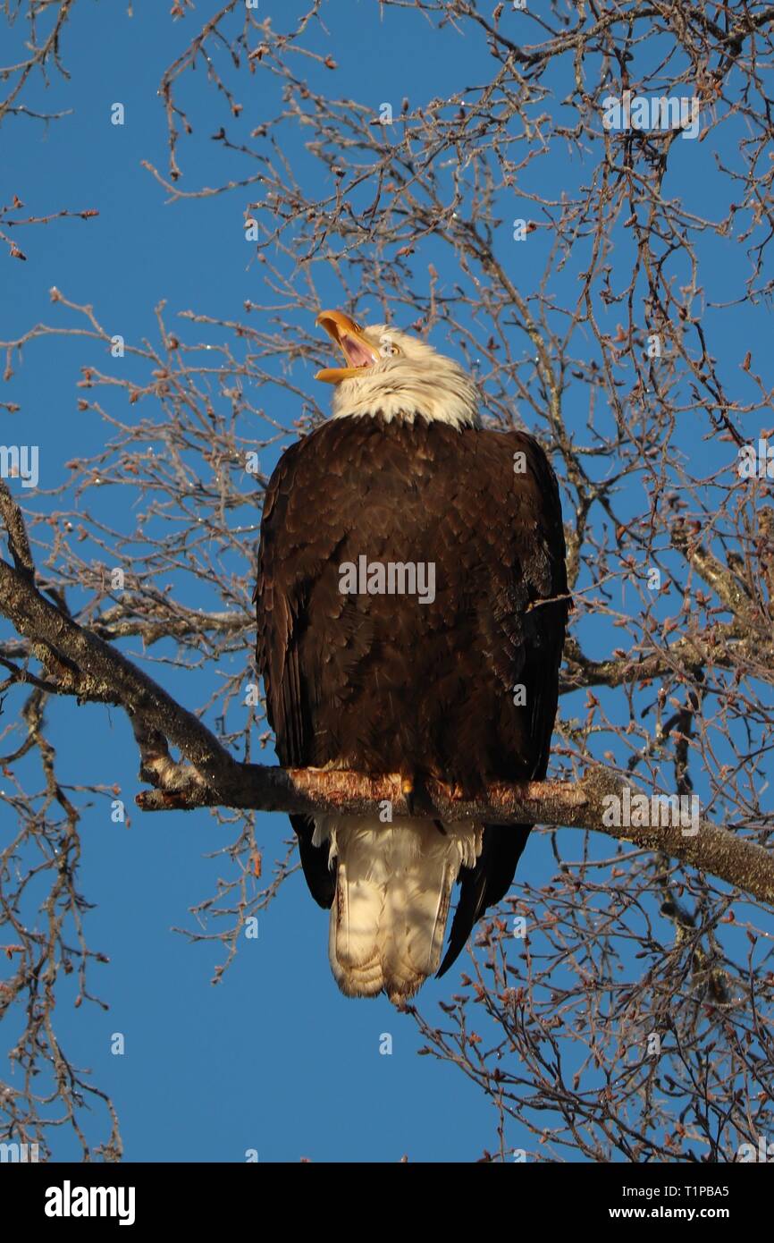 Bald eagle calling Stock Photo