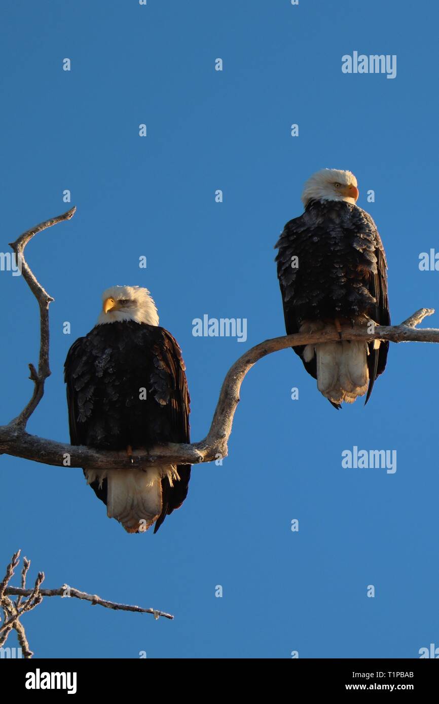 Two bald eagles perched in tree Stock Photo