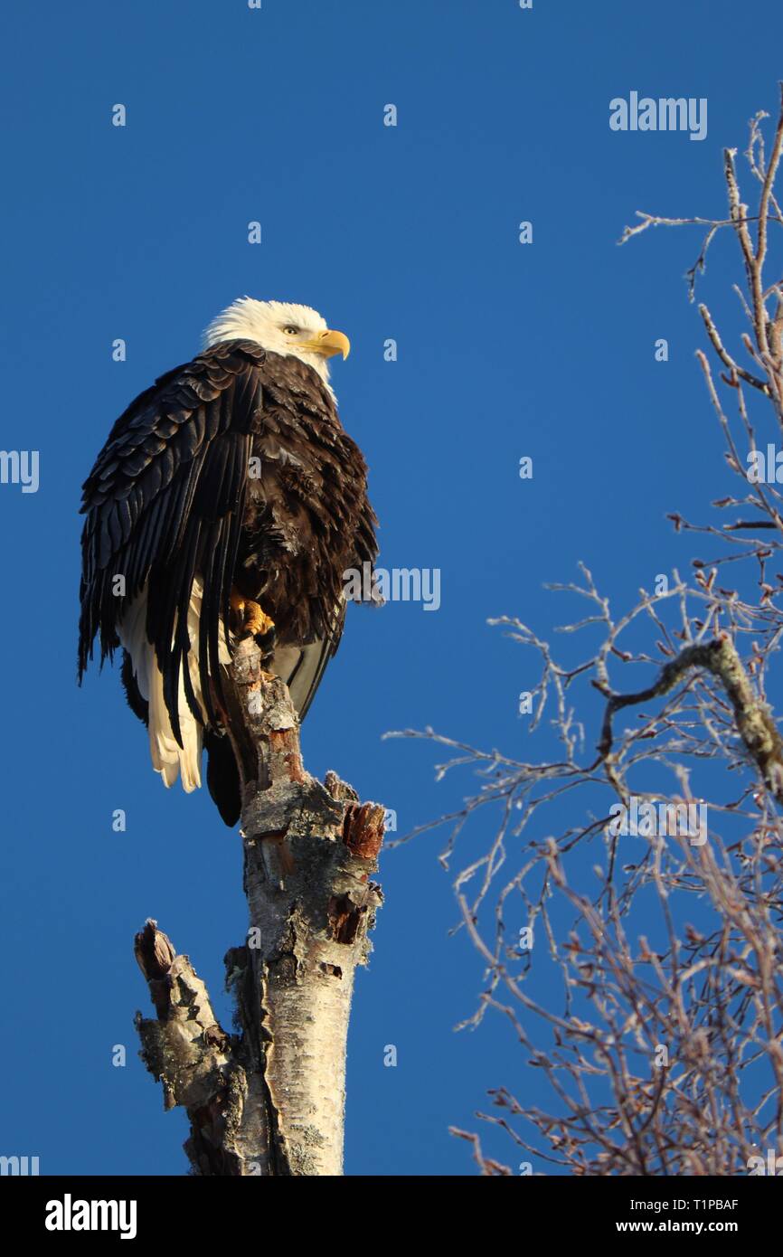 Bald eagle perched on top of tree Stock Photo