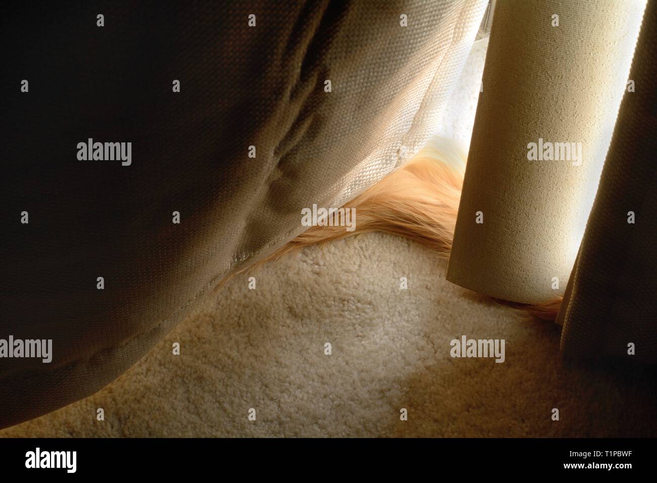 Symbol or concept of pet end of life with only cat tail showing behind shadowed curtains and blinds in front of light filled glass window or door Stock Photo