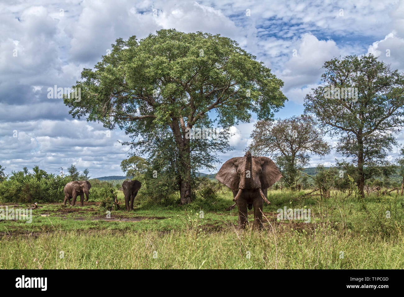 Three African bush elephant mud bathing in Kruger National park, South Africa ; Specie Loxodonta africana family of Elephantidae Stock Photo