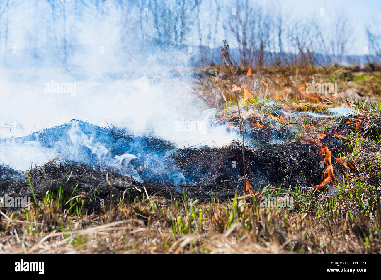 fire on spring field. A close up Stock Photo