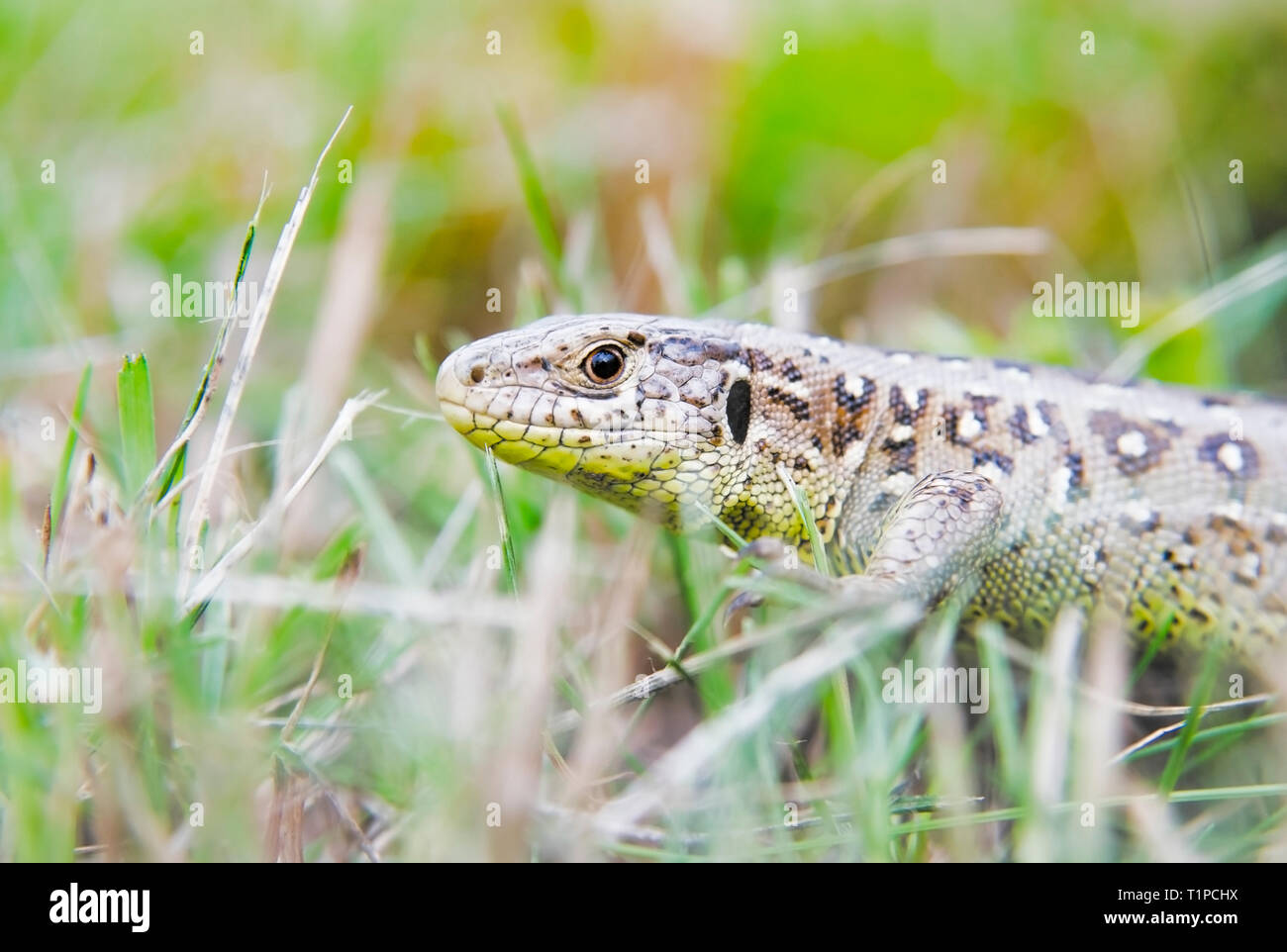 A garden lizard hides in the green grass Stock Photo