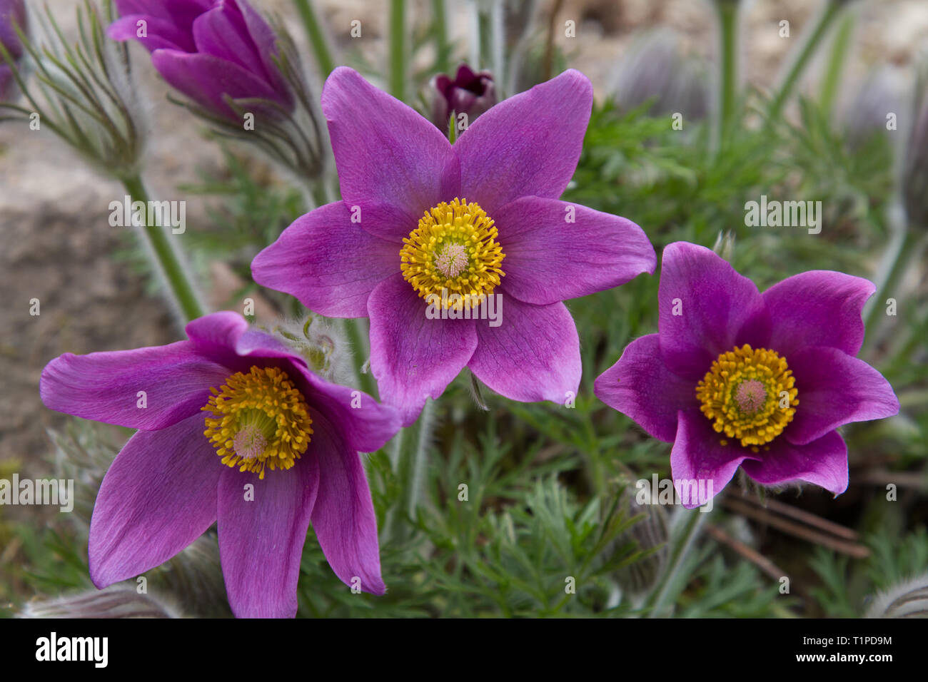 three purple pulsatilla in full bloom Stock Photo