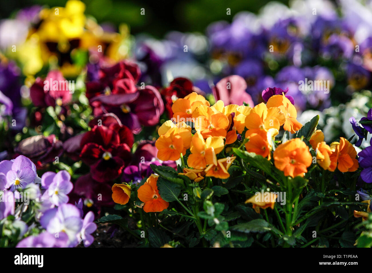 Spring: orange primroses in selective focus amidst a group of mixed ...