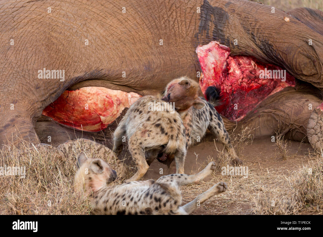 hyena eating elephant