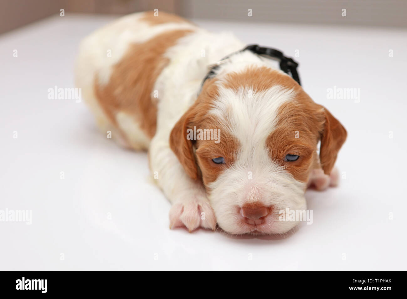 Brittany Spaniel Puppy on white background Stock Photo - Alamy
