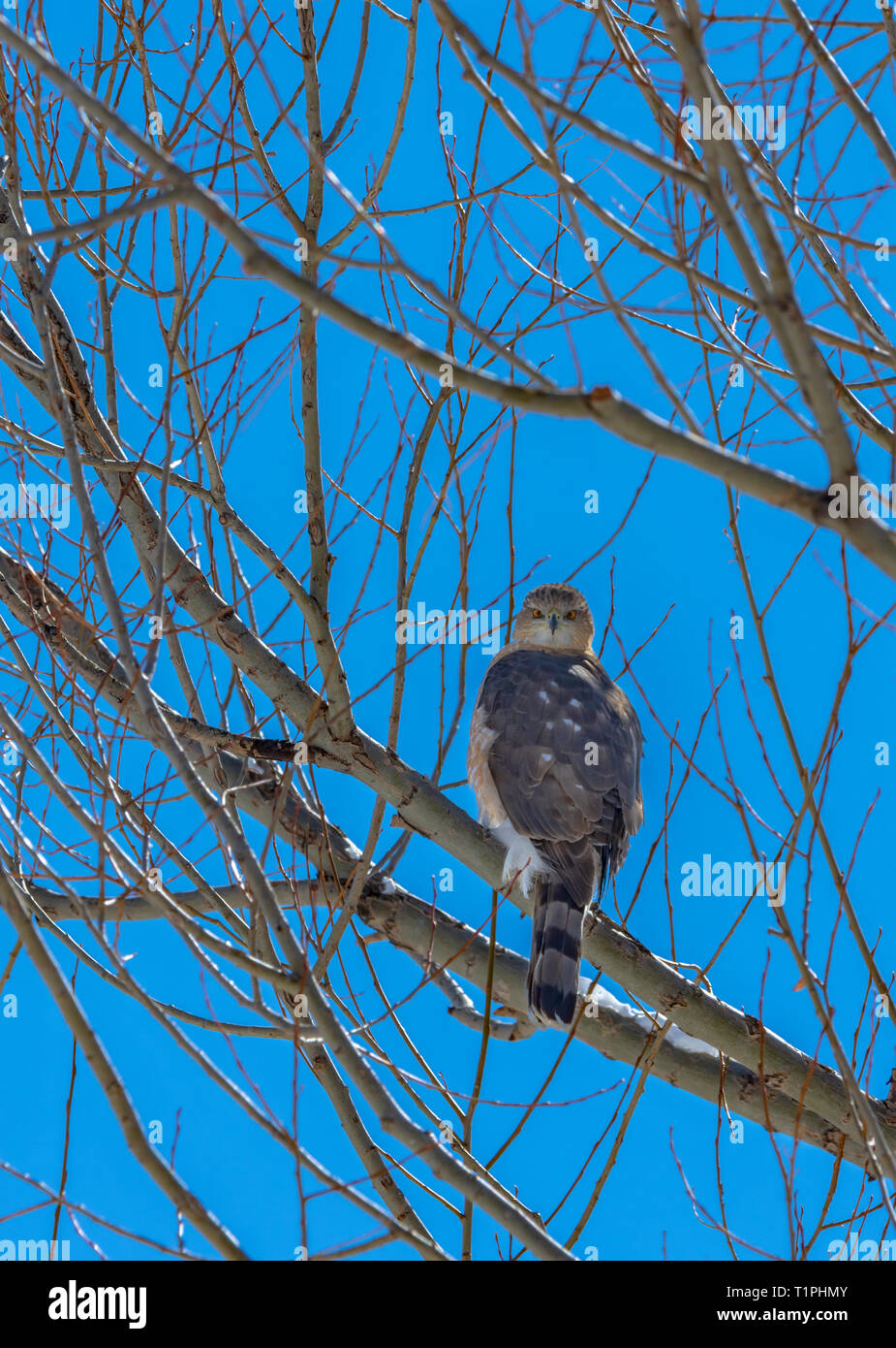 Sharp-shinned Hawk (Accipiter striatus) sitting in Narrowleaf Cottonwood tree, Castle Rock Colorado US. Photo taken in March. Stock Photo