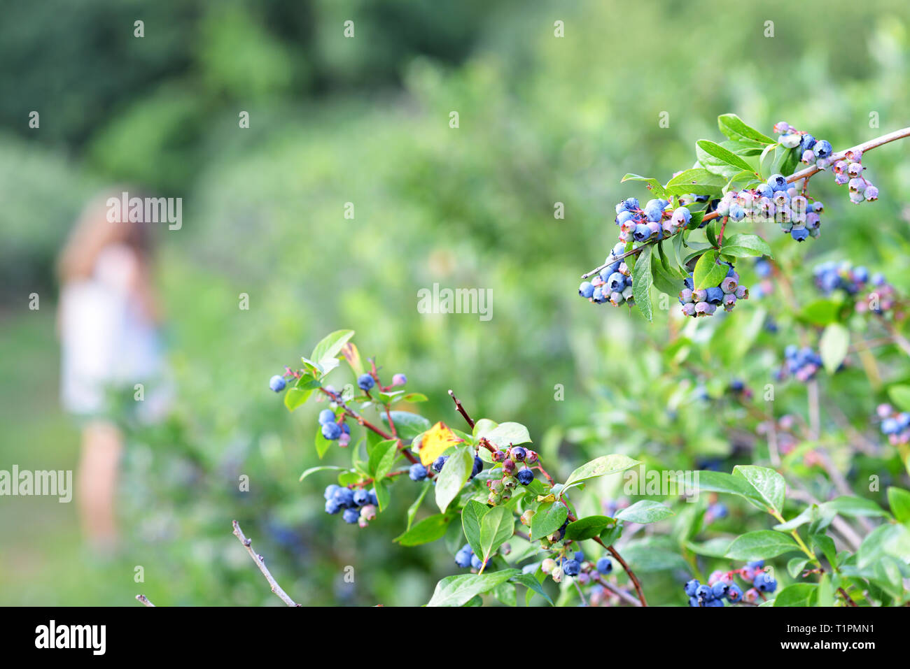 Blueberry bush detail, ripe blueberries on branch. Out of focus girl in background, harvesting in the orchard Stock Photo
