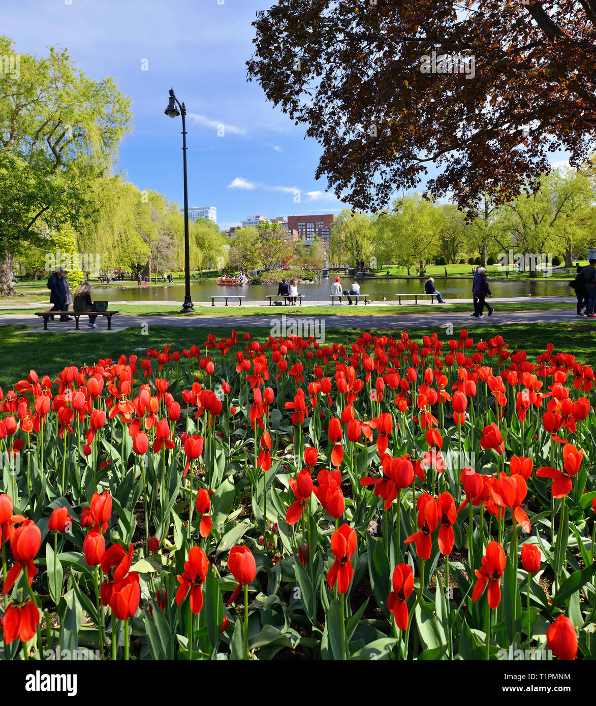 Spring in Boston Public Garden Stock Photo