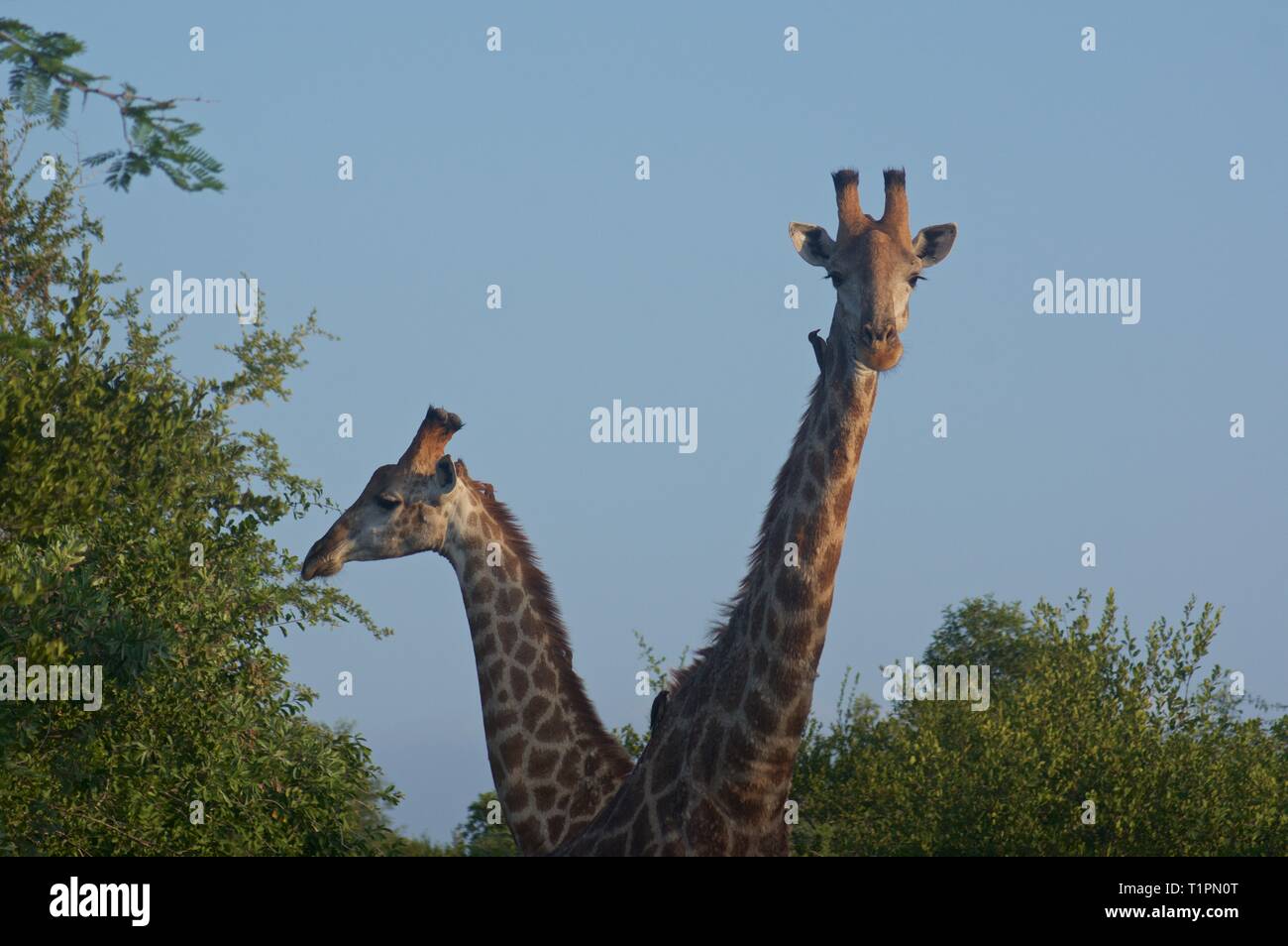 Pair of giraffes, Marloth Park, South Africa Stock Photo