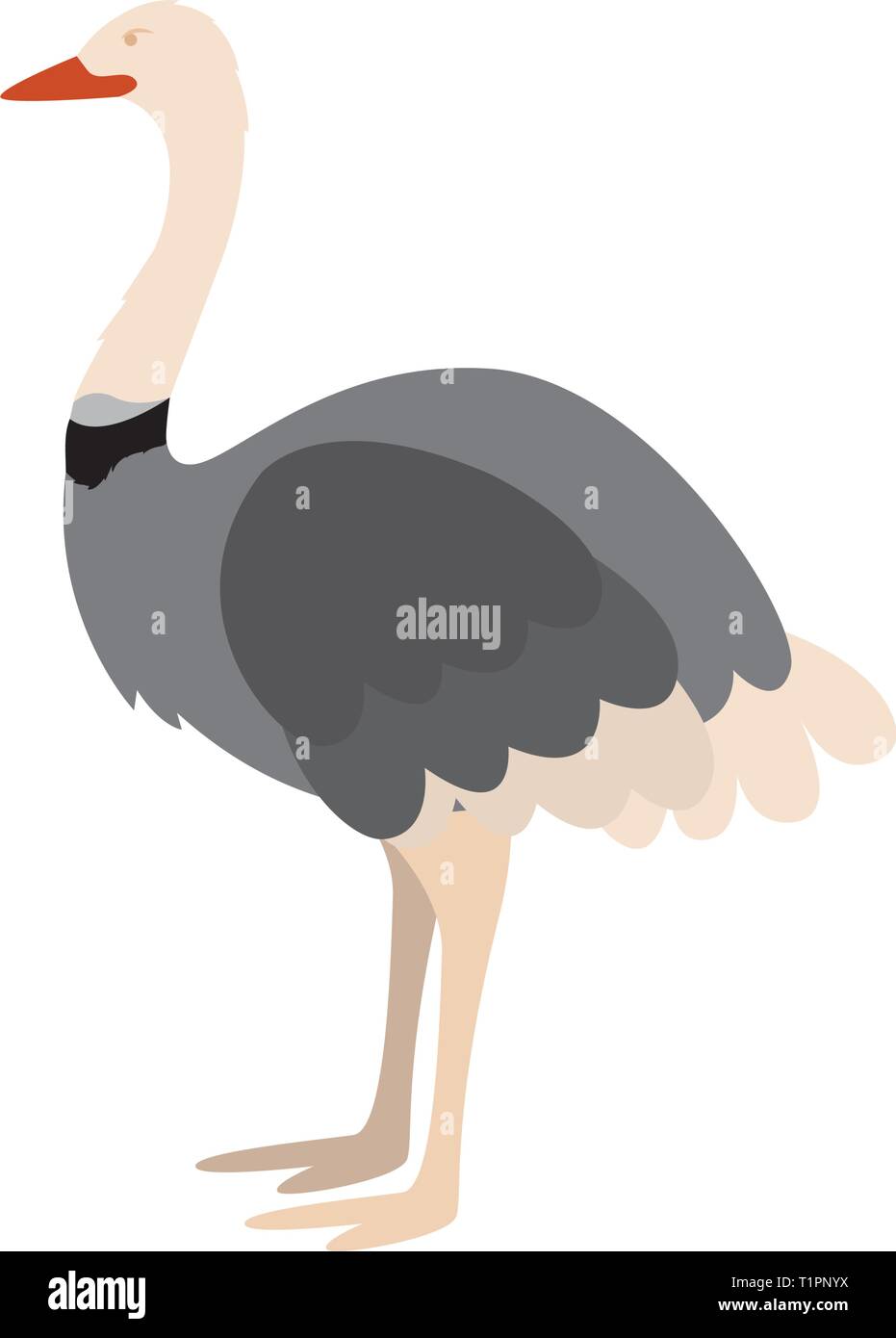 isolated cute ostrich Stock Vector