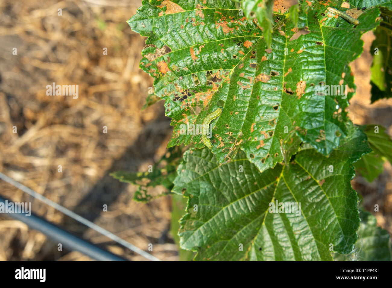 Diseases and pests of nuts and leaves of hazelnut bushes closeup