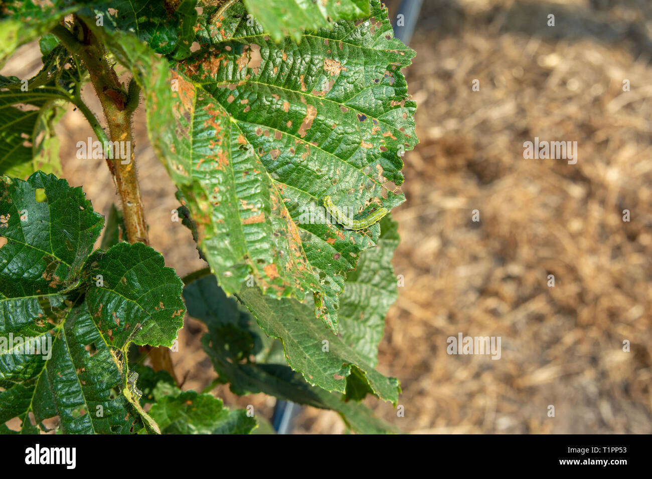 Diseases and pests of nuts and leaves of hazelnut bushes closeup