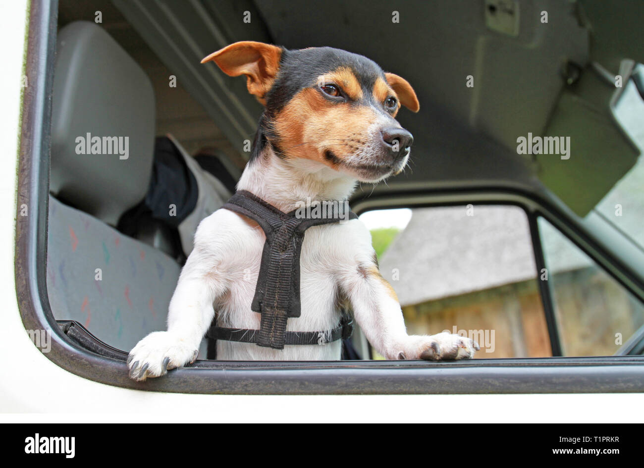 Dog guarding a car hires stock photography and images Alamy
